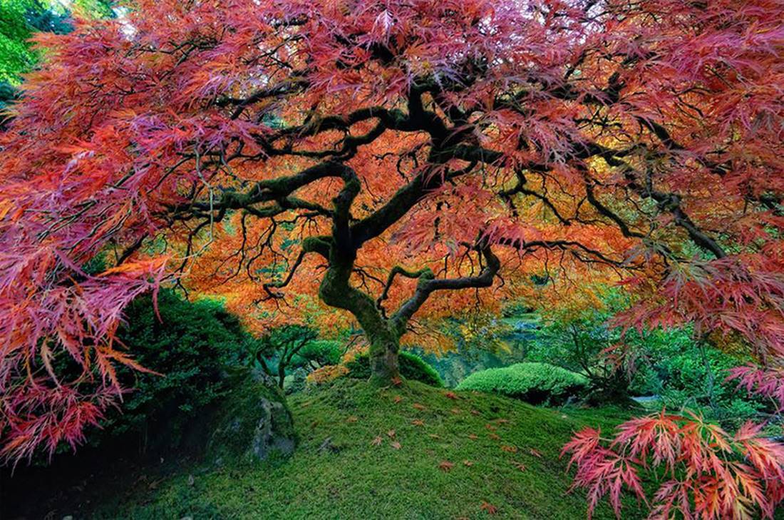 Colorful Tree