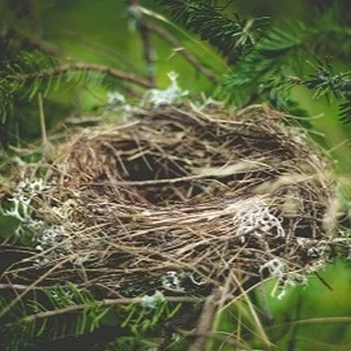 CURATING YOUR MIND
Much in the manner that a bird collects materials from which to make its nest, 
we are continually sorting and sifting through our perceptions, thoughts, and ideas 
in order to construct the mental space of our minds.